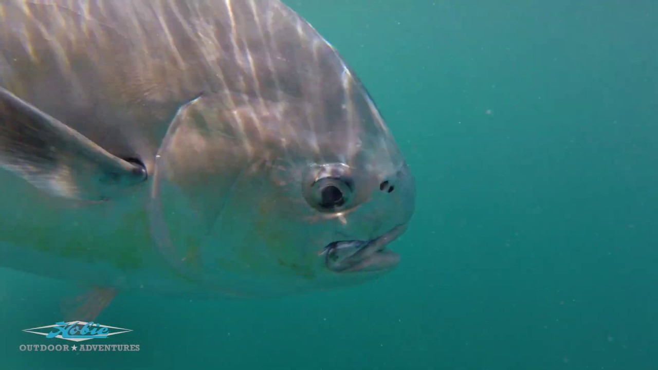 Trailer: Florida Offshore Kayak Fishing for Permit in the Open Blue - Hobie Outdoor Adventures