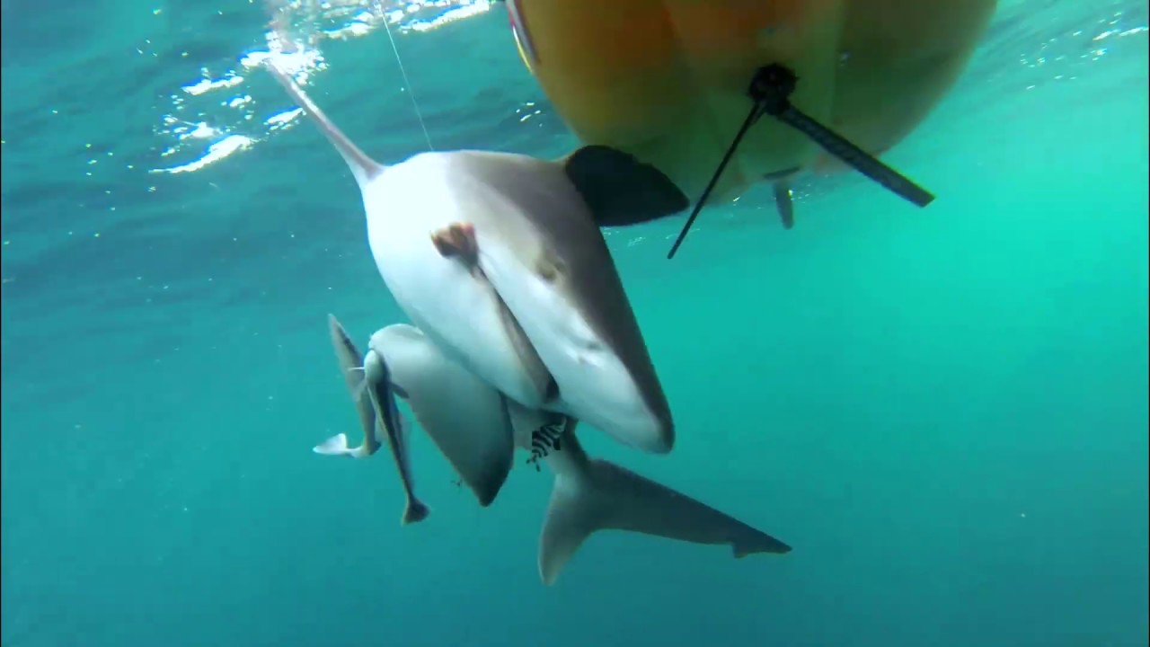 Ultimate Fishing ...